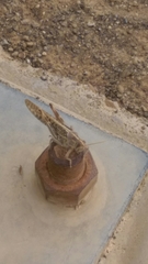 Schistocerca gregaria