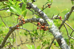 Ilex cassine image