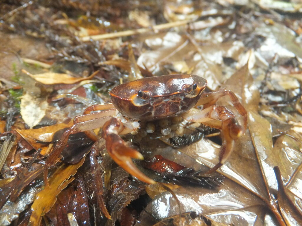 Geothelphusa marmorata