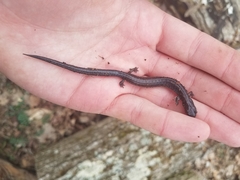 Plethodon electromorphus
