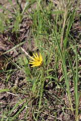 Gazania linearis linearis