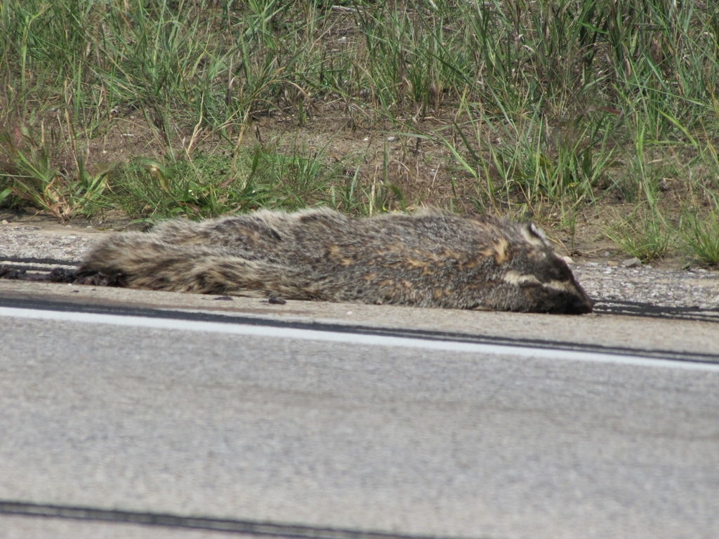 American Badger