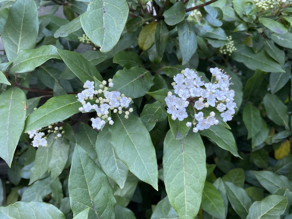 Foto de Laurustinus