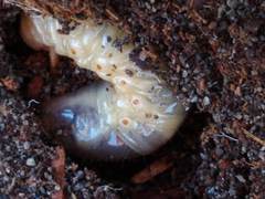 Pericoptus truncatus