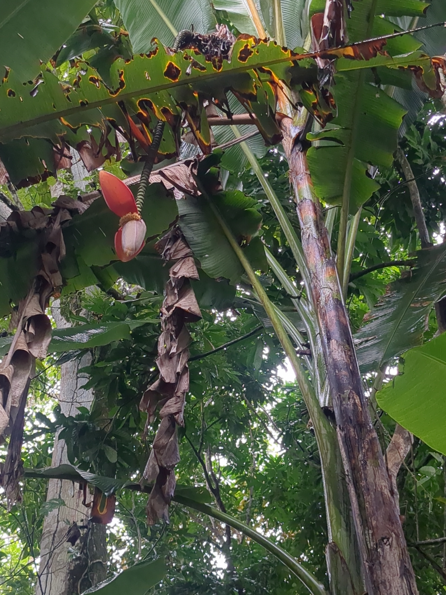 Imagem de Banana