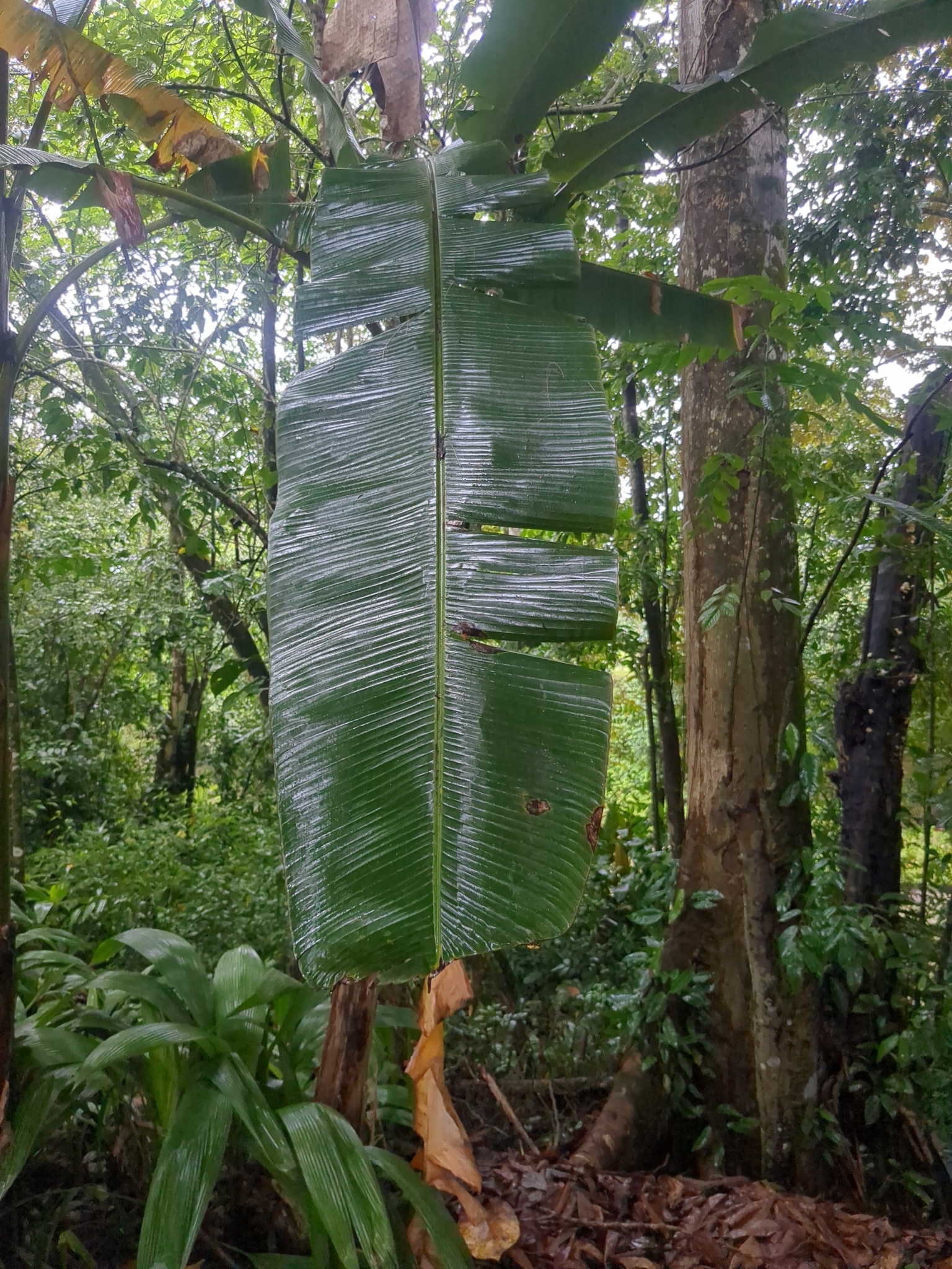 Imagem de Banana