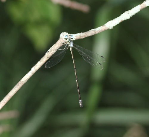 Slender Spreadwing