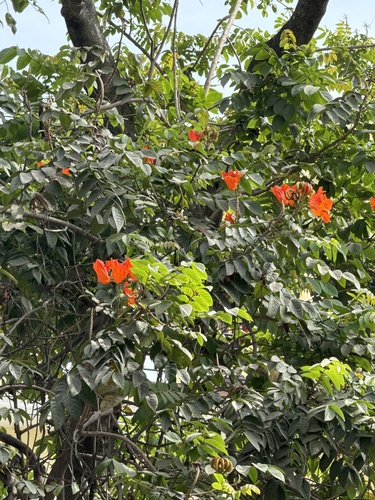 Foto de Tulipeira-do-gabão
