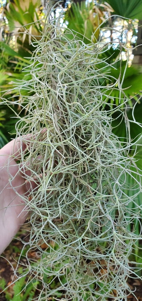 Foto de Barba-de-velho