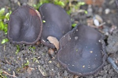 Phylloscypha labessiana