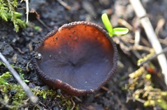 Phylloscypha labessiana