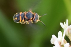 Anthidiellum perplexum