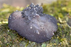 Phylloscypha labessiana