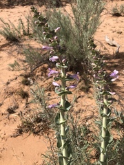 Penstemon buckleyi