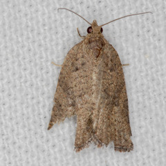 Meritastis laganodes