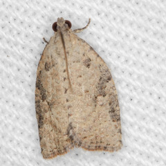 Meritastis laganodes