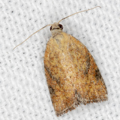 Meritastis laganodes