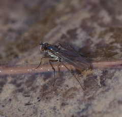 Dolichopodidae