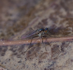 Dolichopodidae