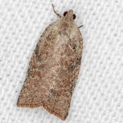 Meritastis laganodes