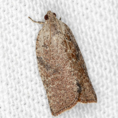 Meritastis laganodes