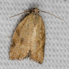 Meritastis laganodes