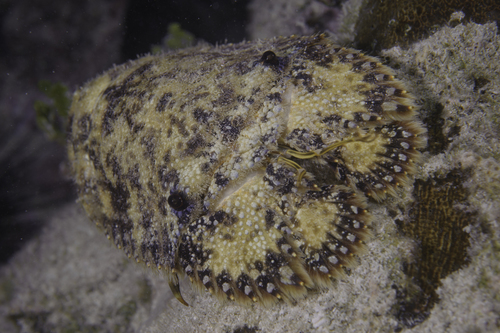 Parribacus antarcticus (Lund, 1793)