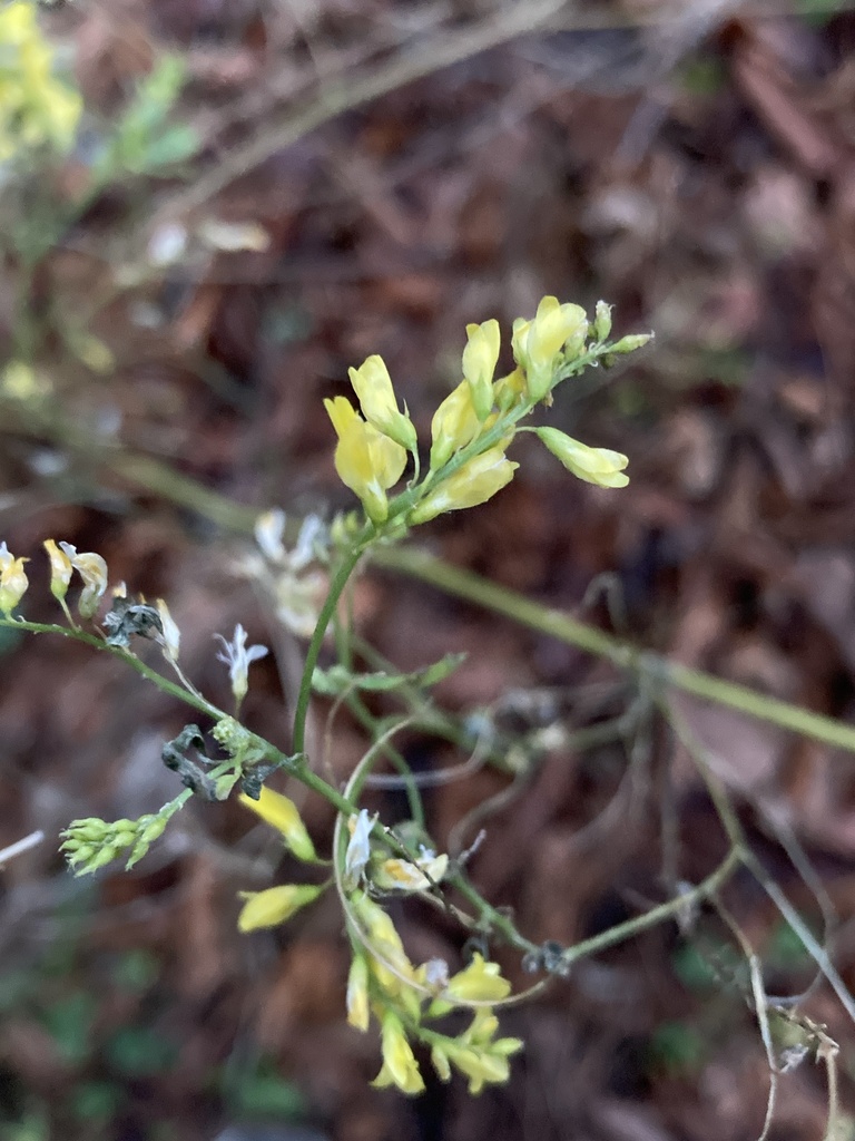 Foto de Melilotus