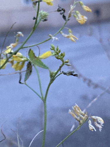 Foto de Melilotus