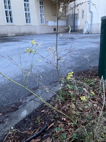 Foto de Melilotus