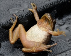 Pseudacris brachyphona