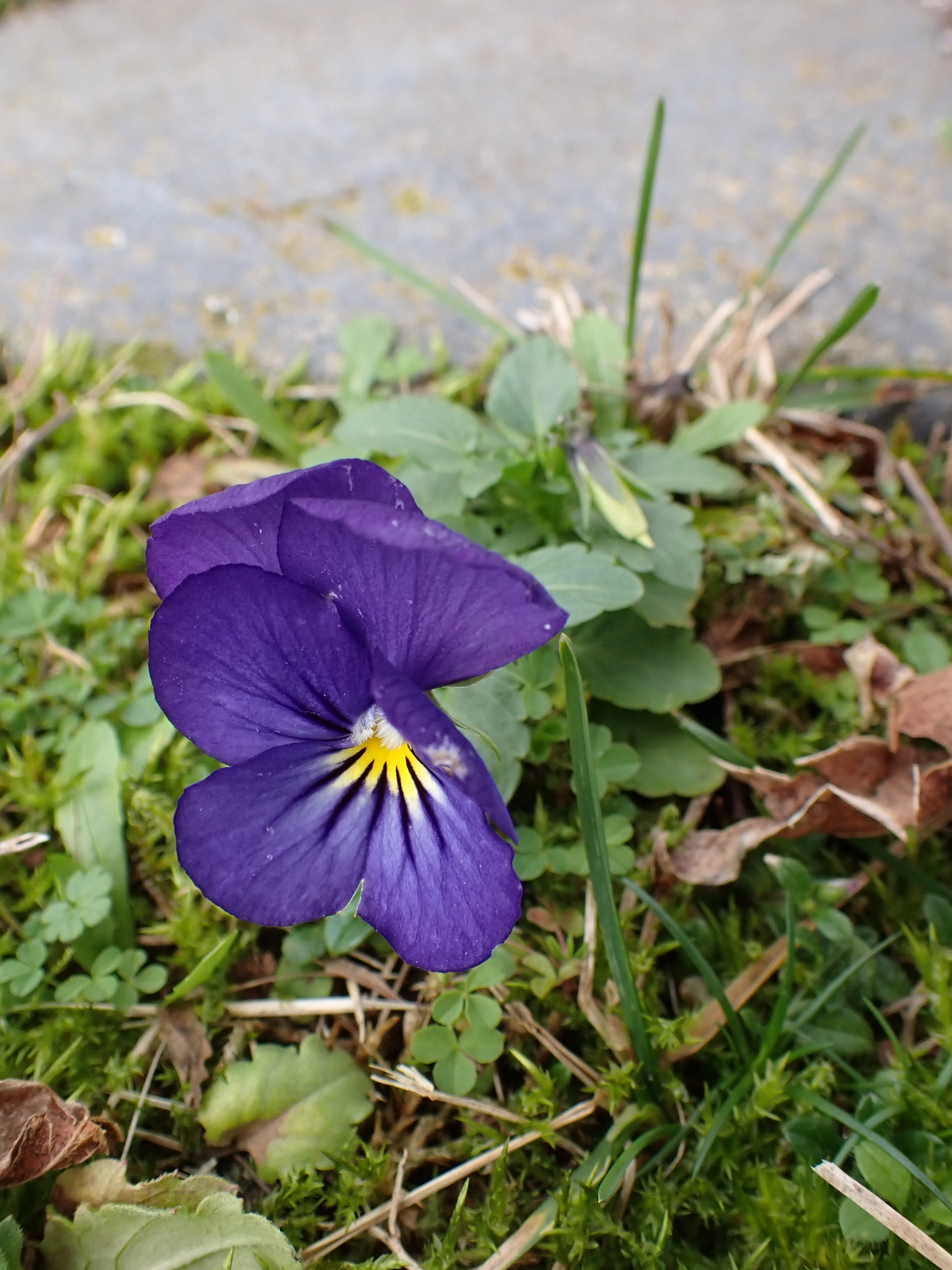 Imagem de Violeta