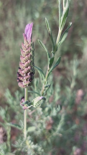 Foto de Lavanda