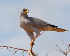 Eastern Chanting Goshawk photo 4