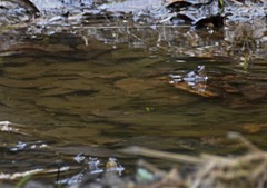 Pseudacris brachyphona