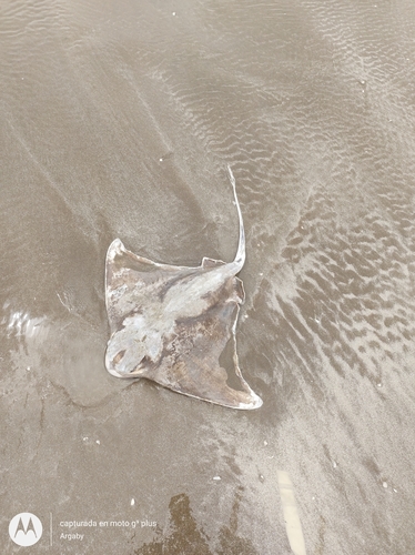 Shortnose Eagle Ray