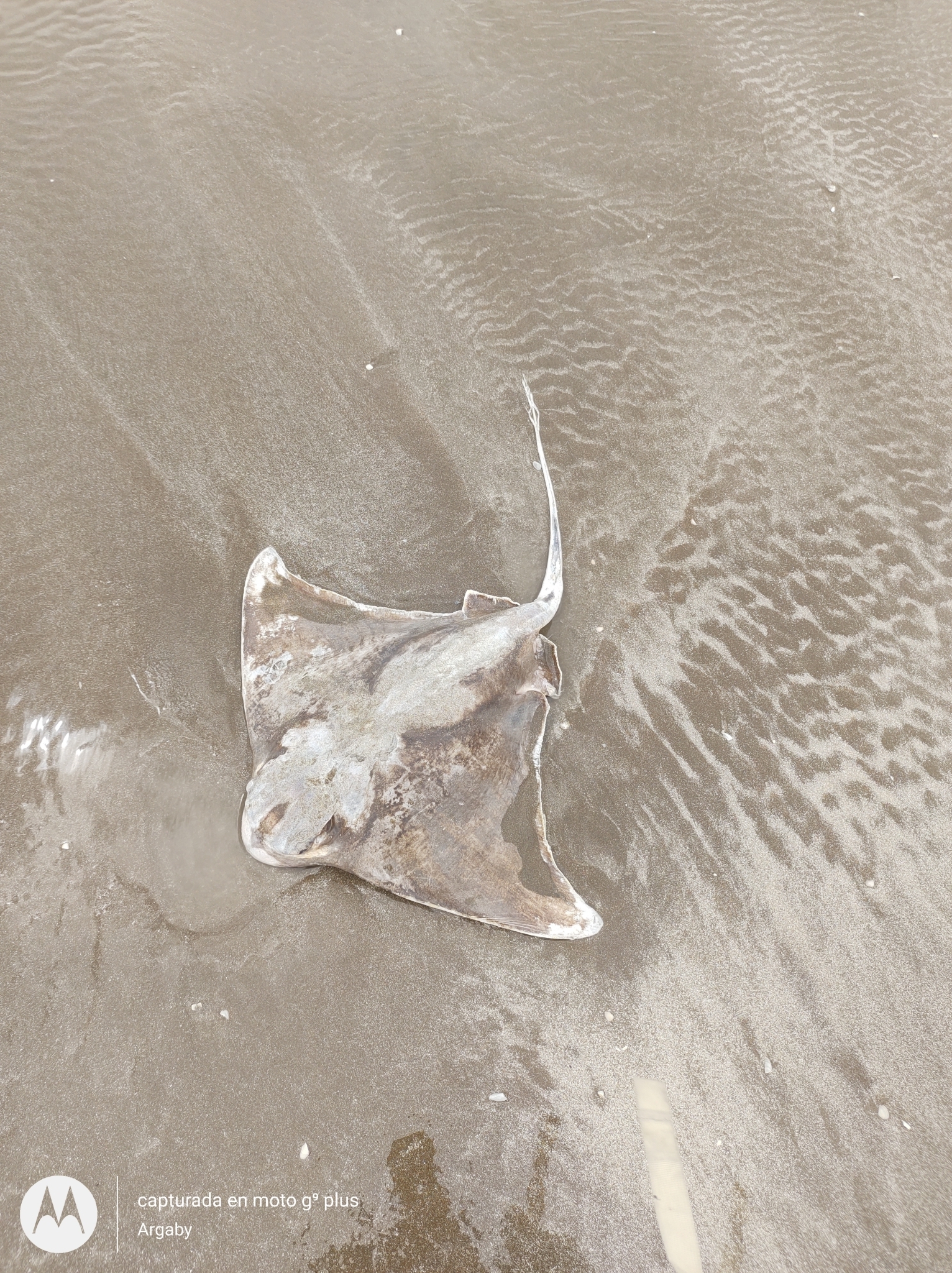 Shortnose Eagle Ray photo 2