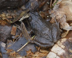 Pseudacris brachyphona