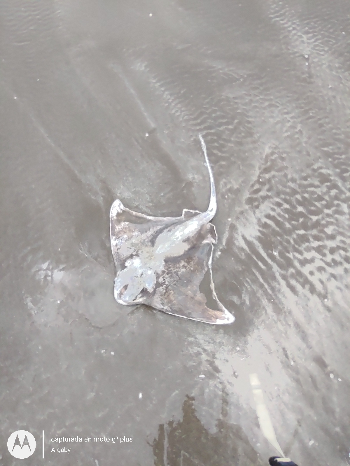 Shortnose Eagle Ray photo 3