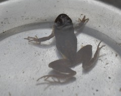 Pseudacris brachyphona