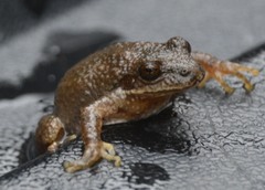 Pseudacris brachyphona