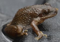 Pseudacris brachyphona