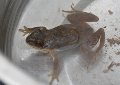 Pseudacris brachyphona