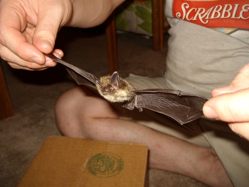 Northern Myotis photographed in Michigan