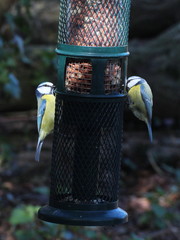 Cyanistes caeruleus