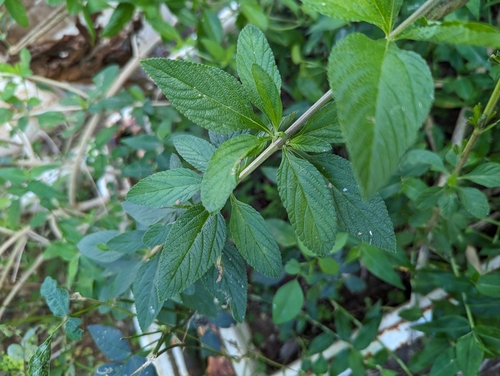 Foto de Cidreira