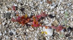 Calyptridium arizonicum