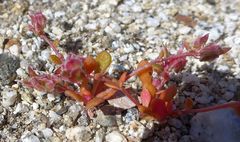 Calyptridium arizonicum