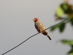 Amadina erythrocephala