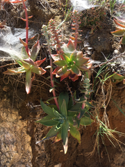 Dudleya palmeri
